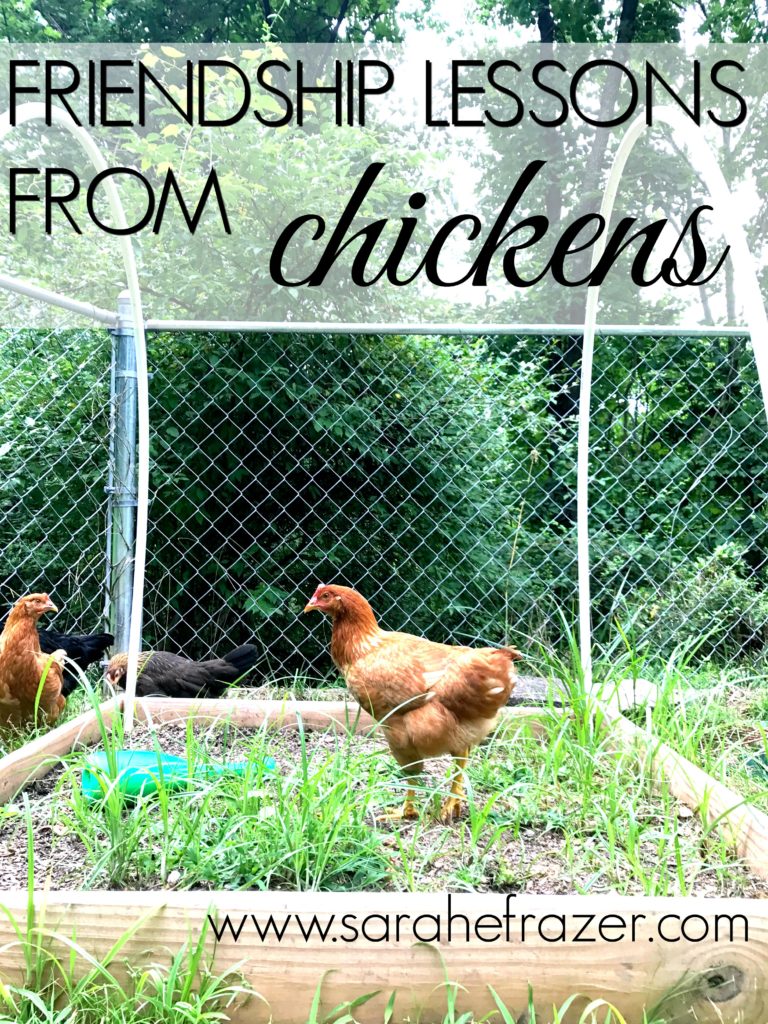 Friendship Lessons from Chickens